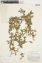 Buchenavia parvifolia image