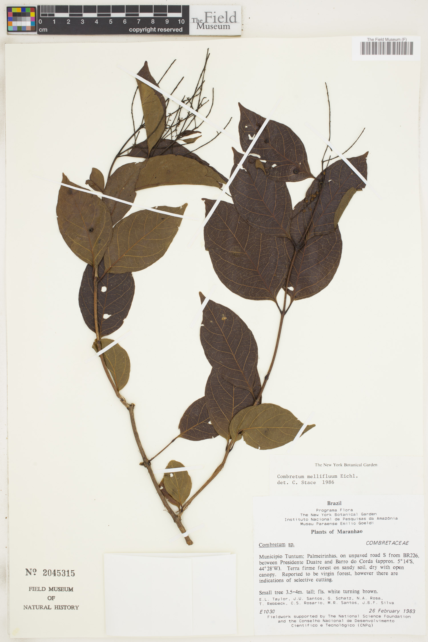 Combretum mellifluum image