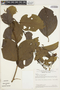 Combretum vernicosum image