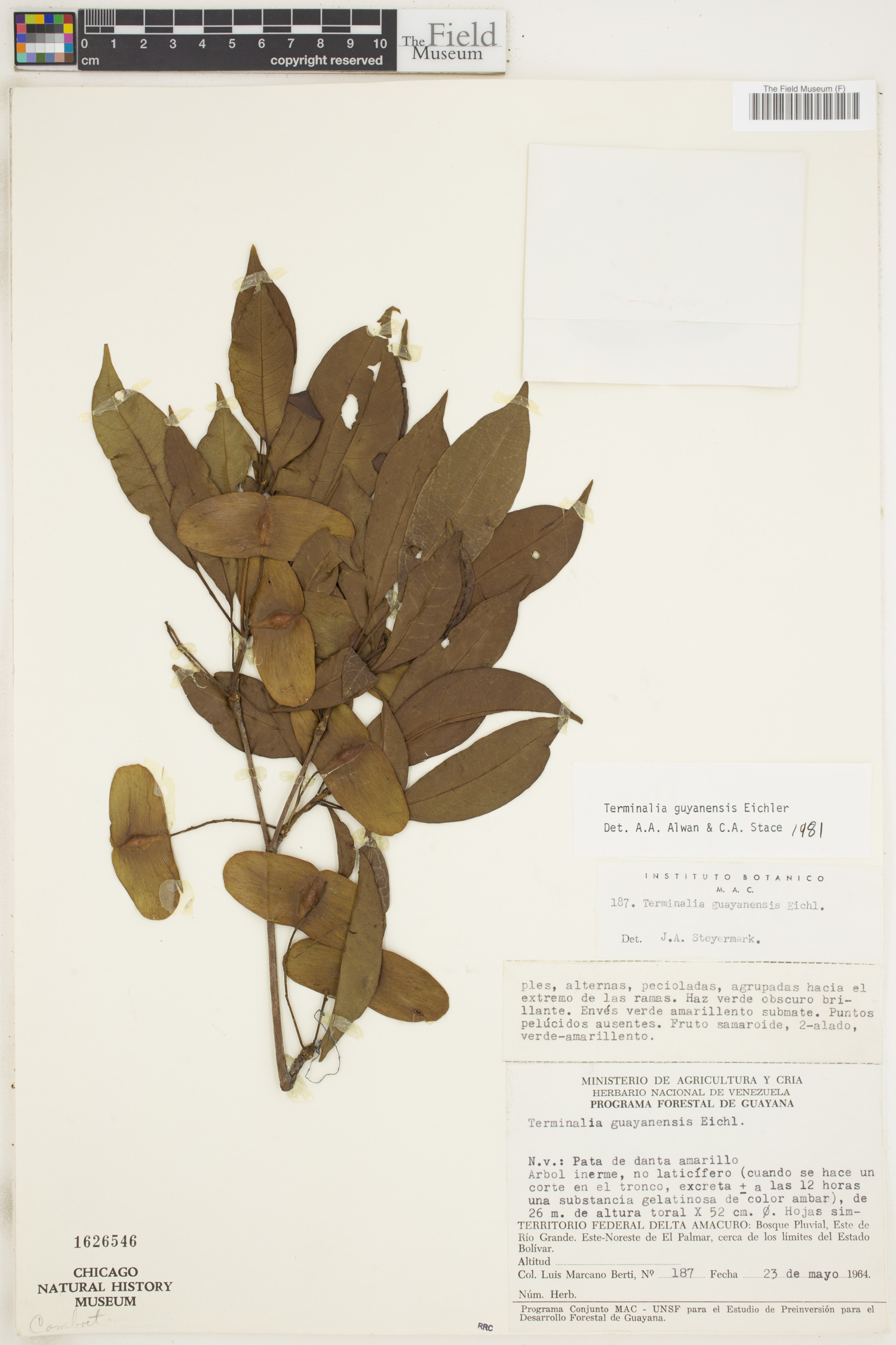 Terminalia guyanensis image