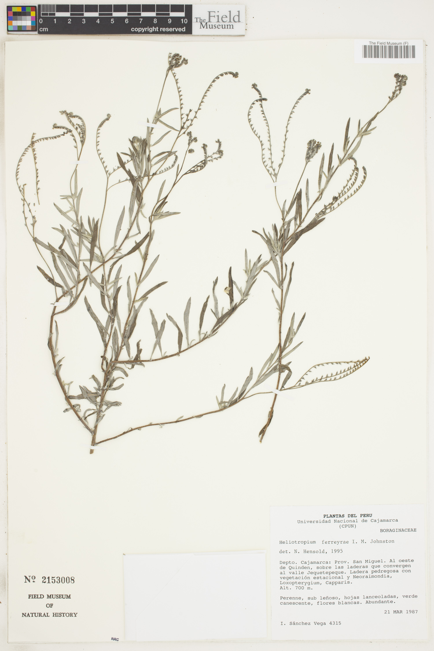 Heliotropium ferreyrae image