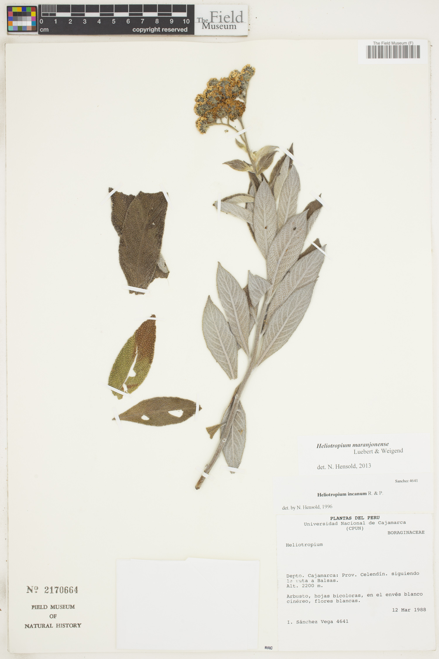 Heliotropium maranjonense image