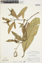 Tournefortia ternifolia image
