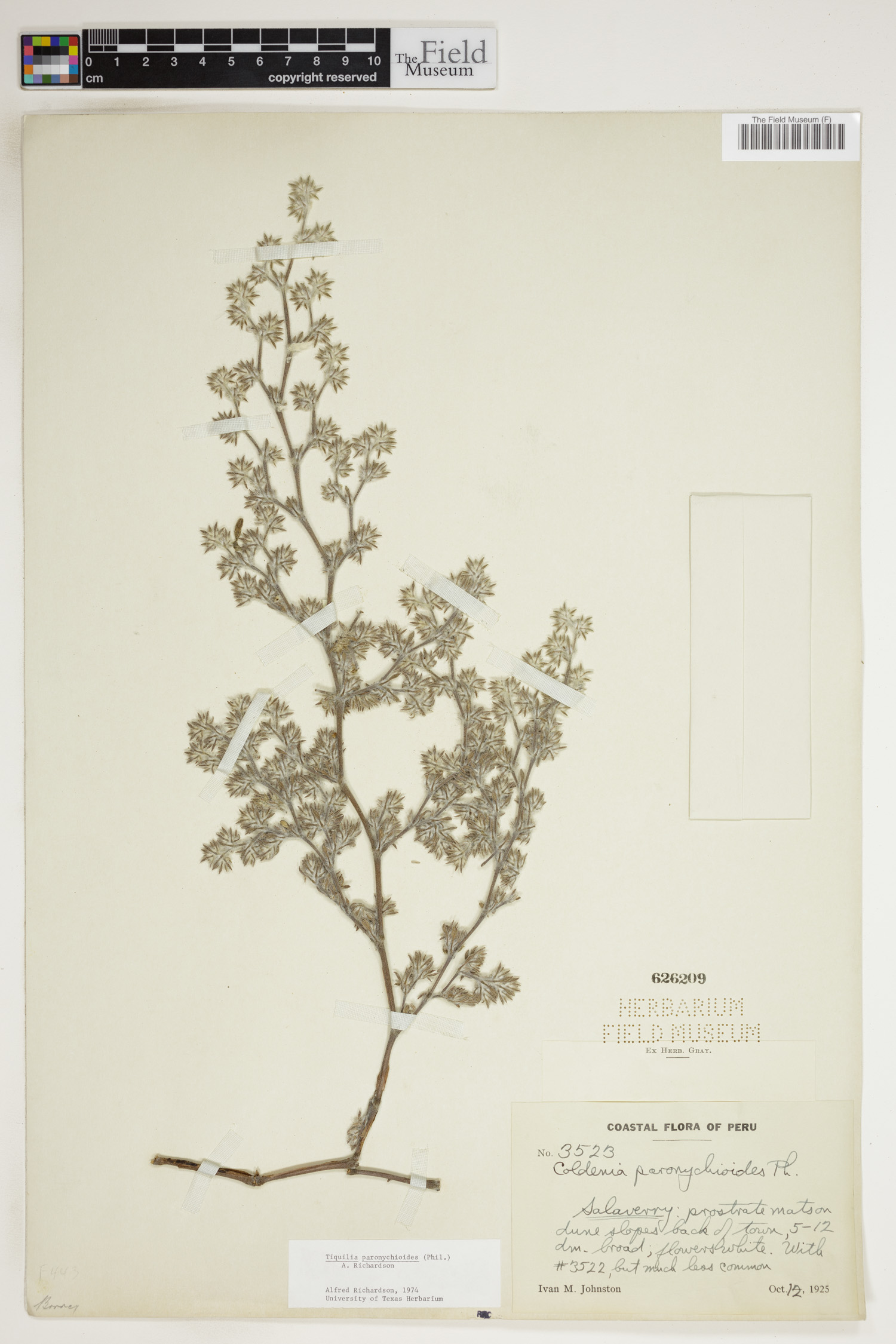 Tiquilia paronychioides image