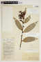 Orthaea secundiflora image