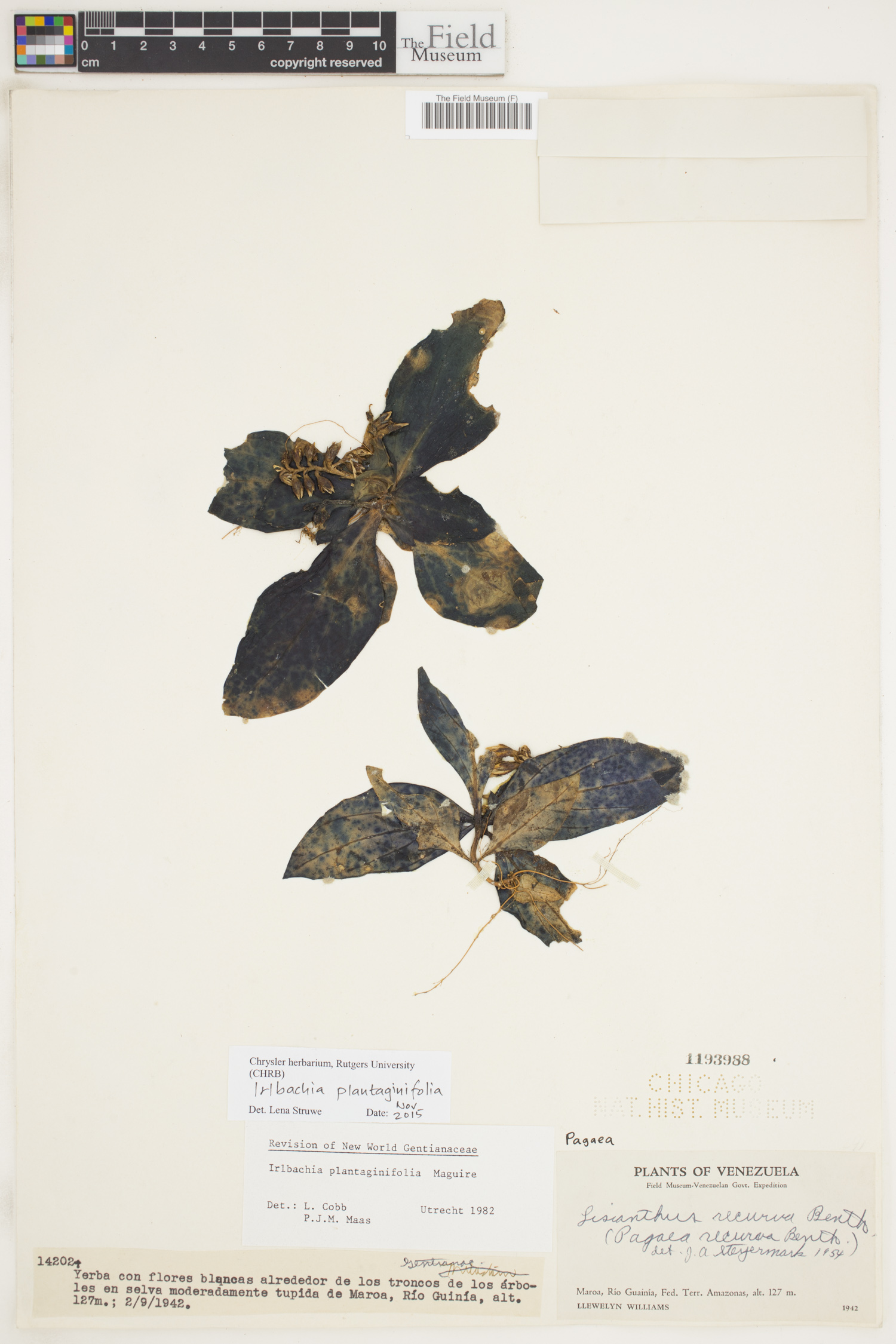 Irlbachia plantaginifolia image