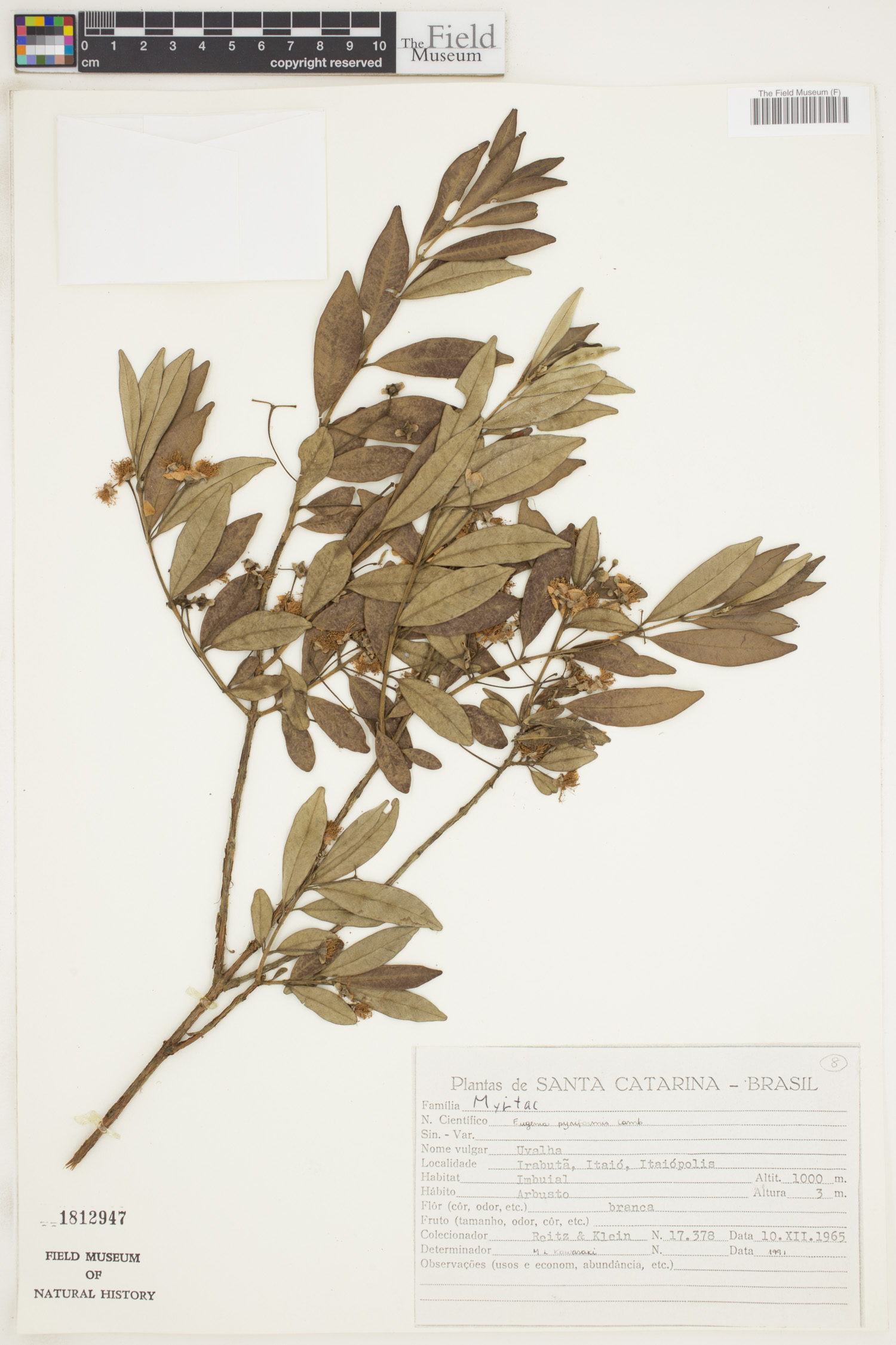 Eugenia pyriformis image