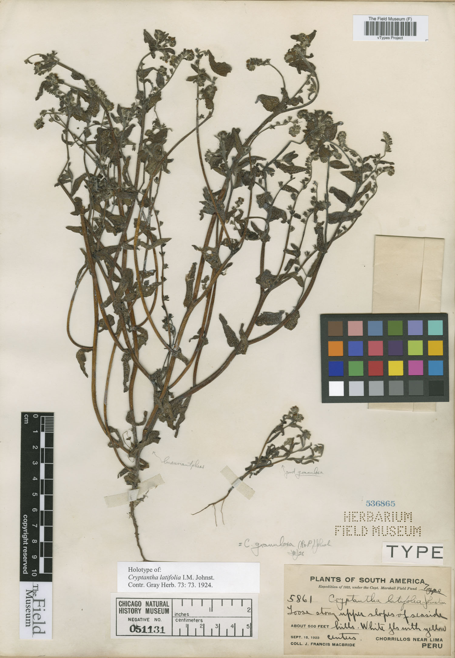 Cryptantha latifolia image