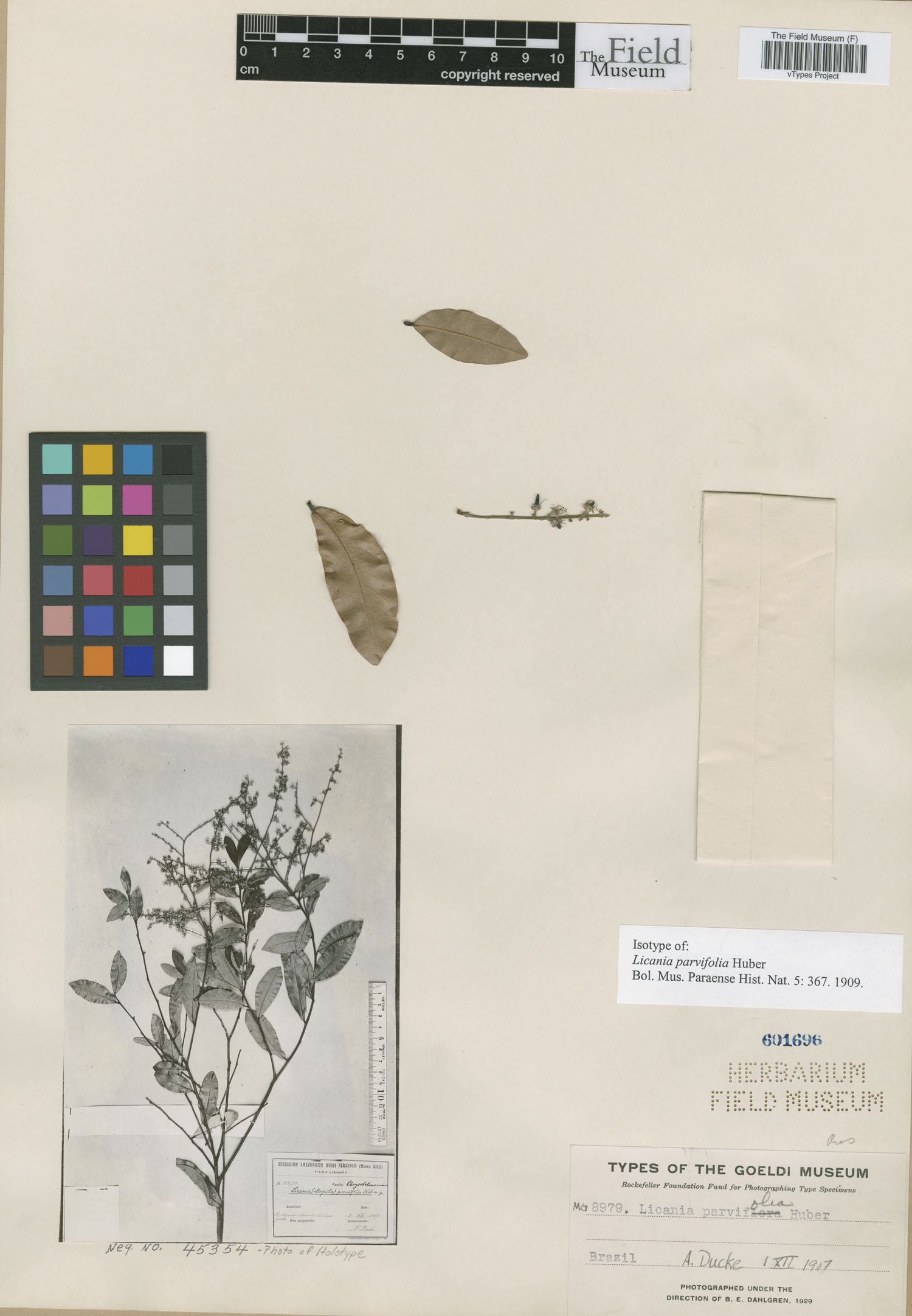 Licania parvifolia image