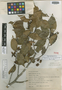 Fagus grandifolia subsp. mexicana image