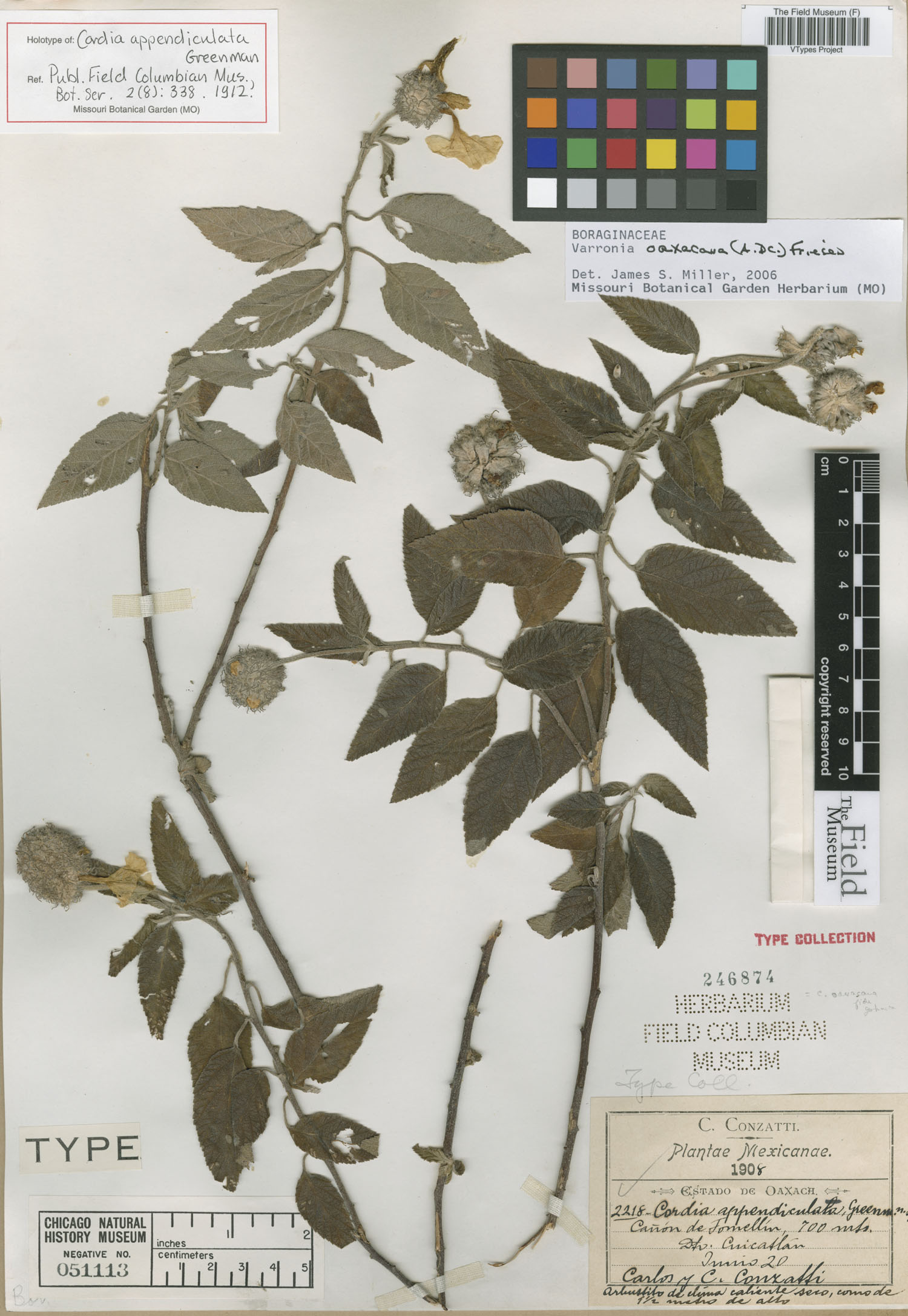 Cordia appendiculata image