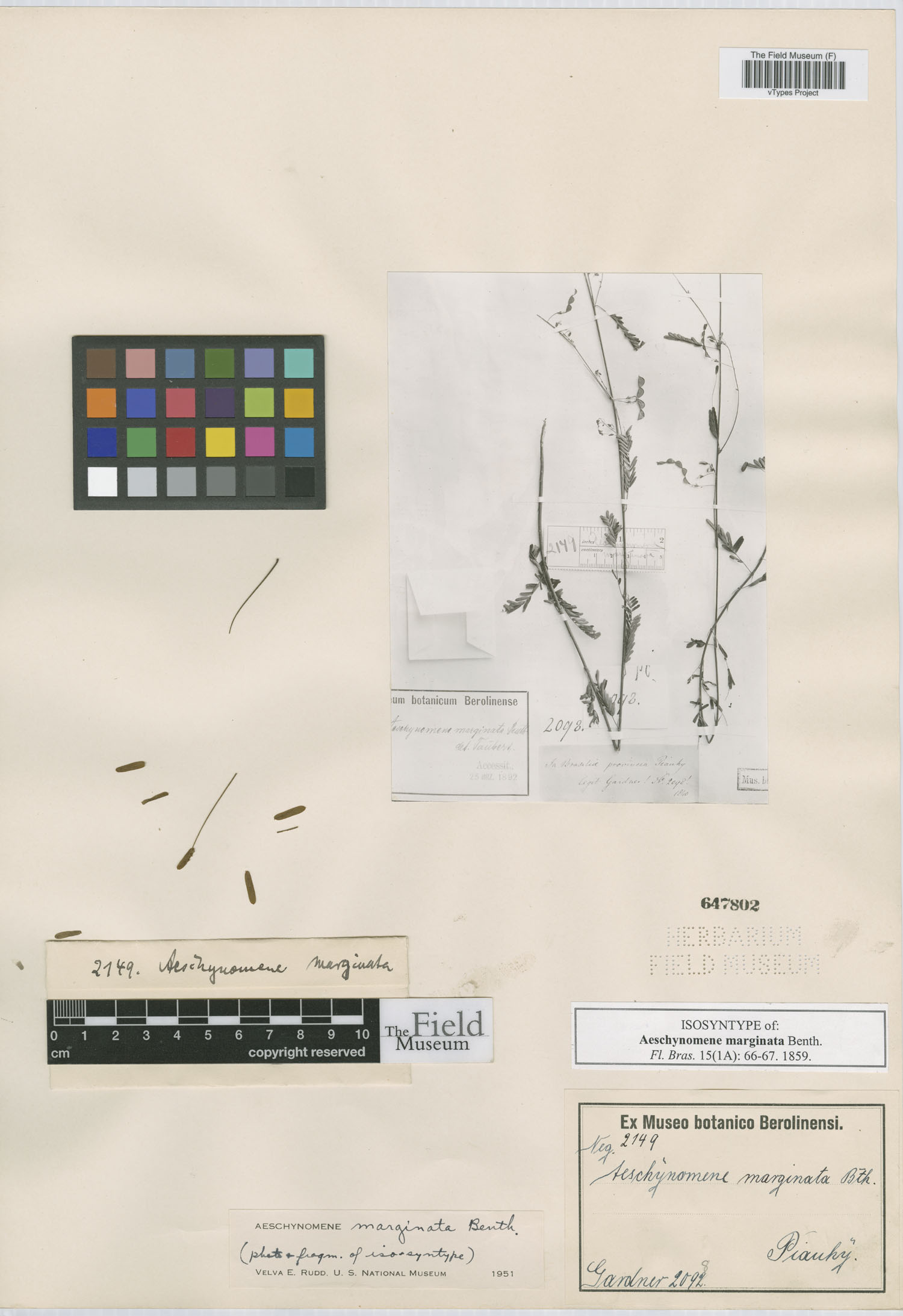 Aeschynomene marginata image
