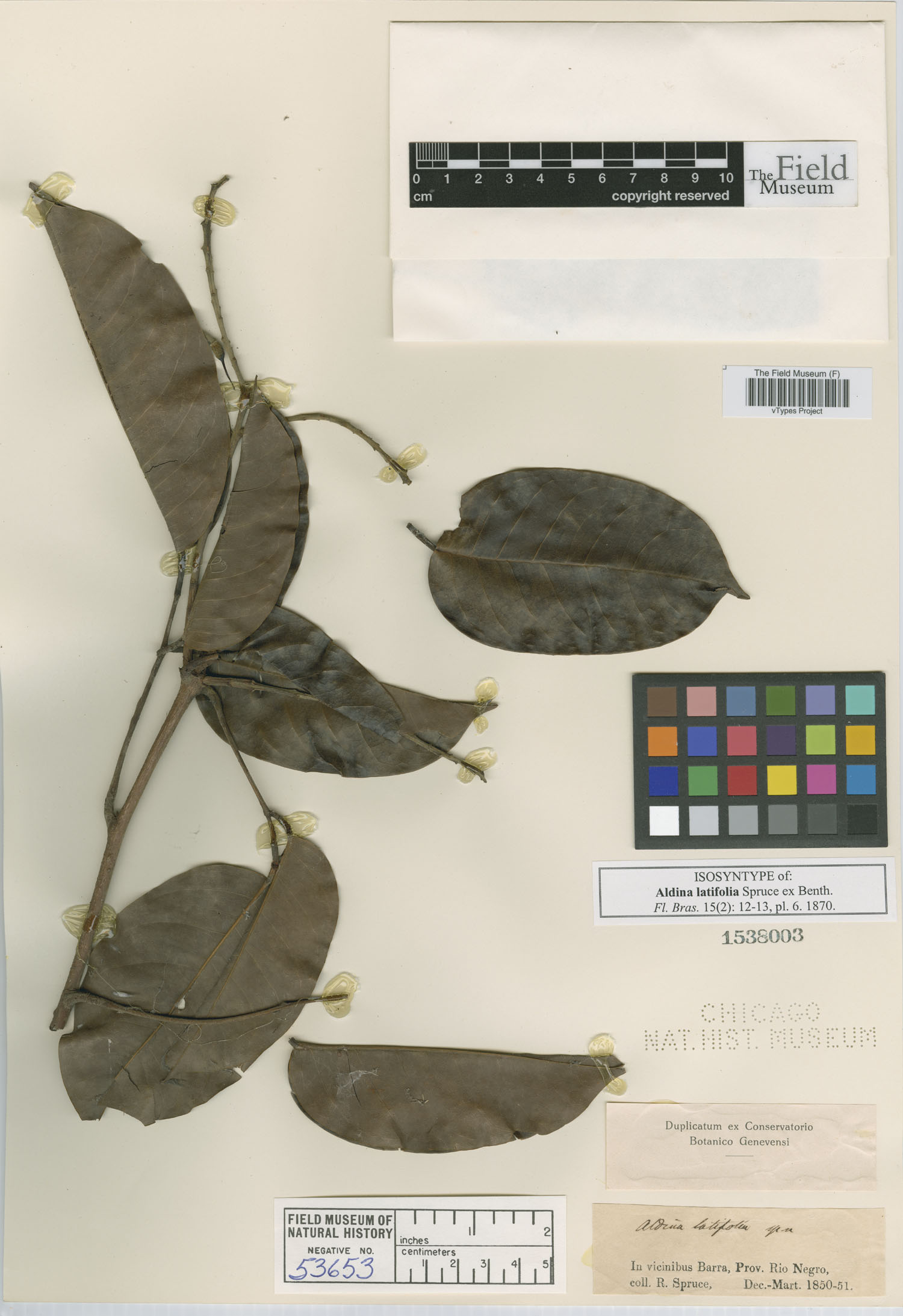 Aldina latifolia image