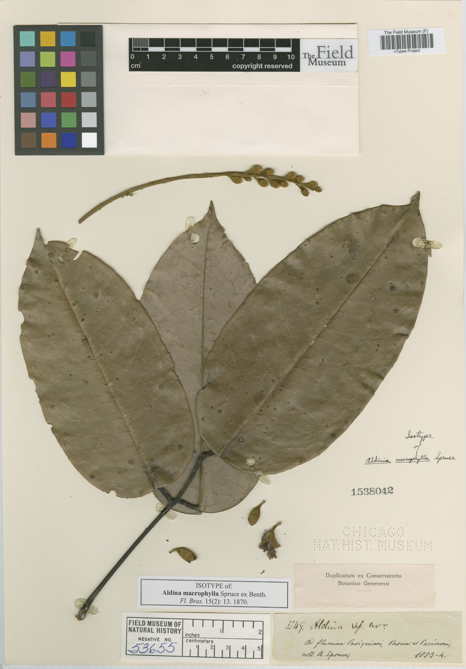 Aldina macrophylla image