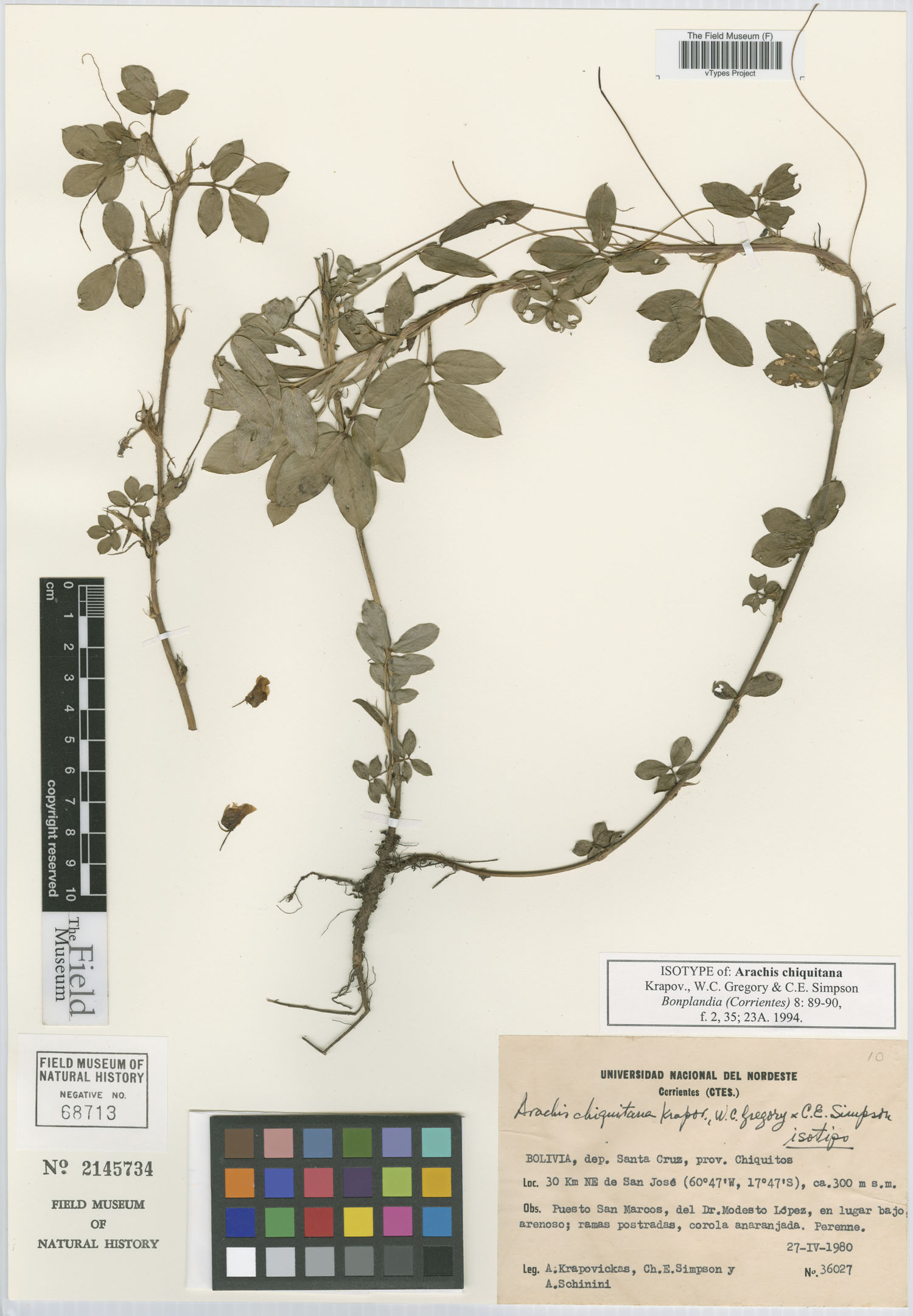 Arachis chiquitana image