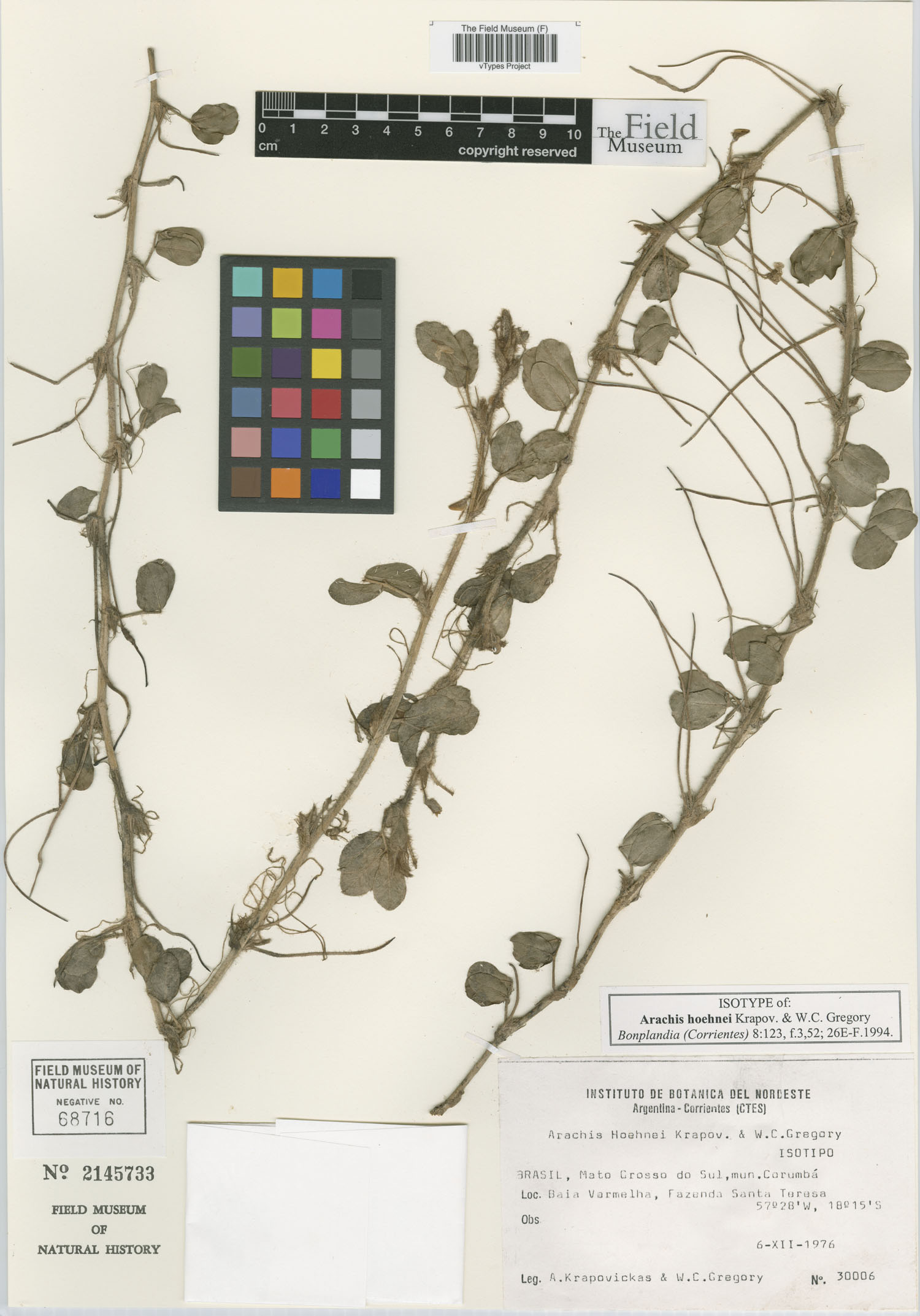 Arachis hoehnei image