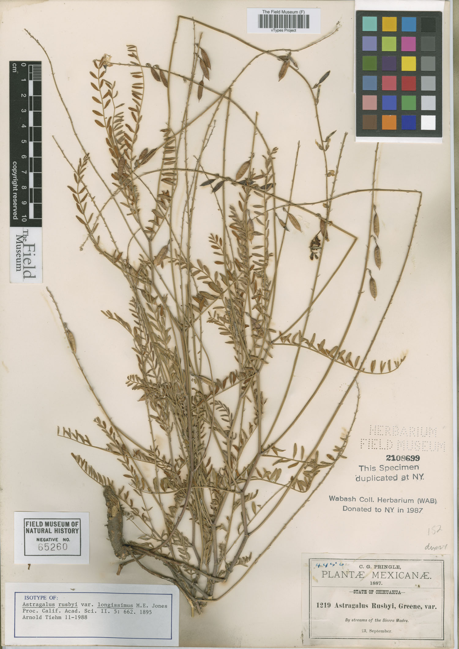 Astragalus rusbyi var. longissimus image