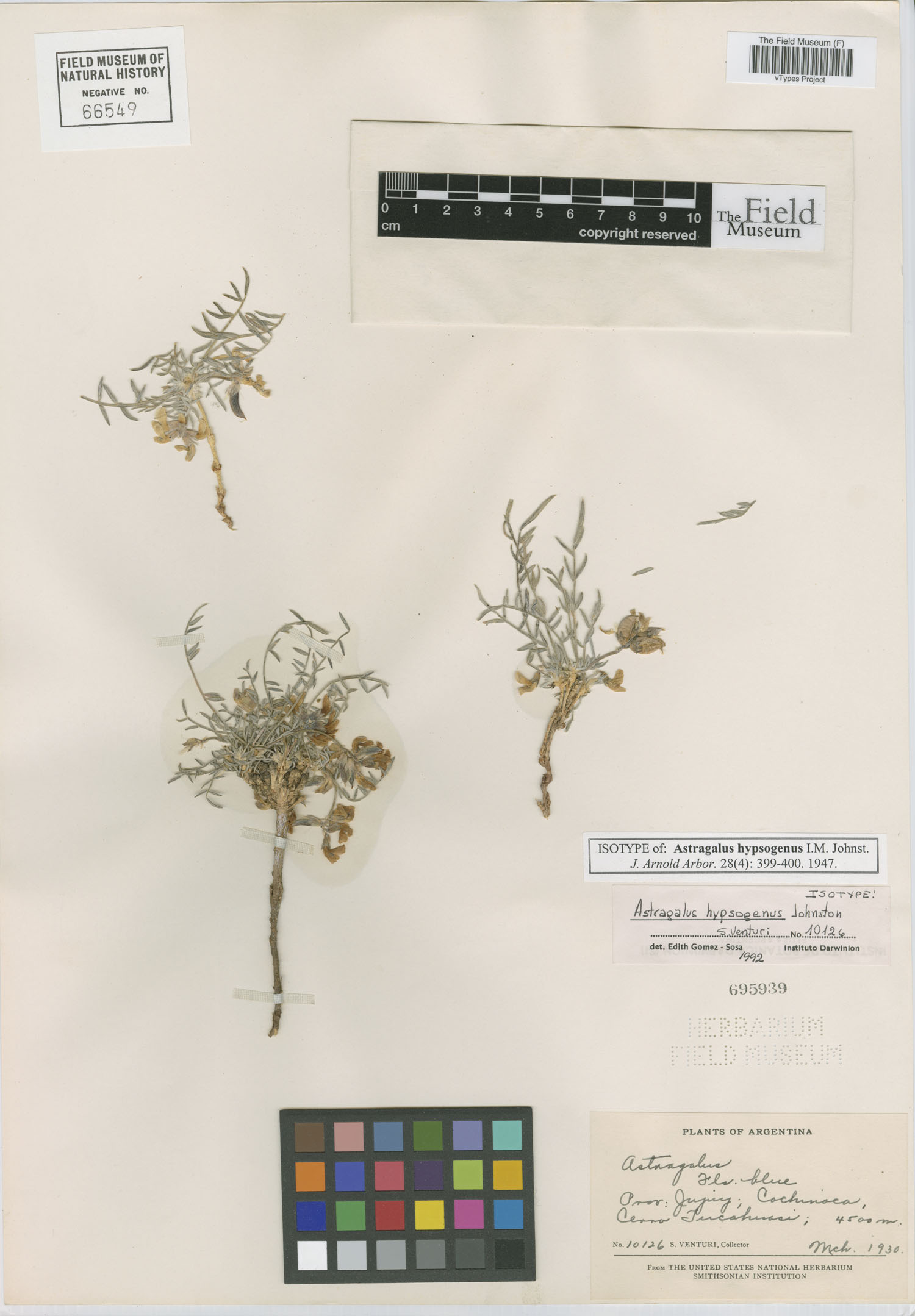 Astragalus hypsogenus image