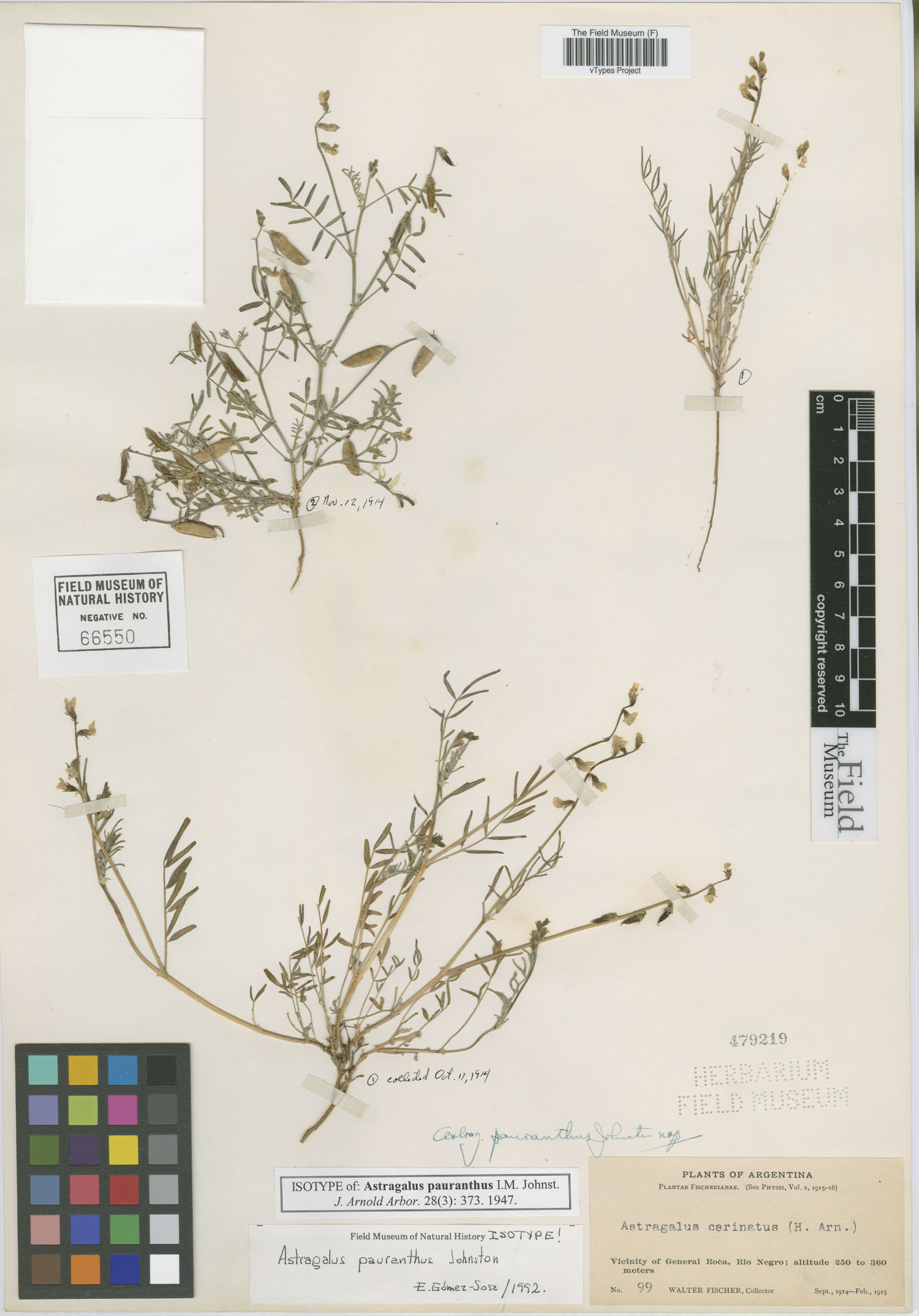 Astragalus pauranthus image