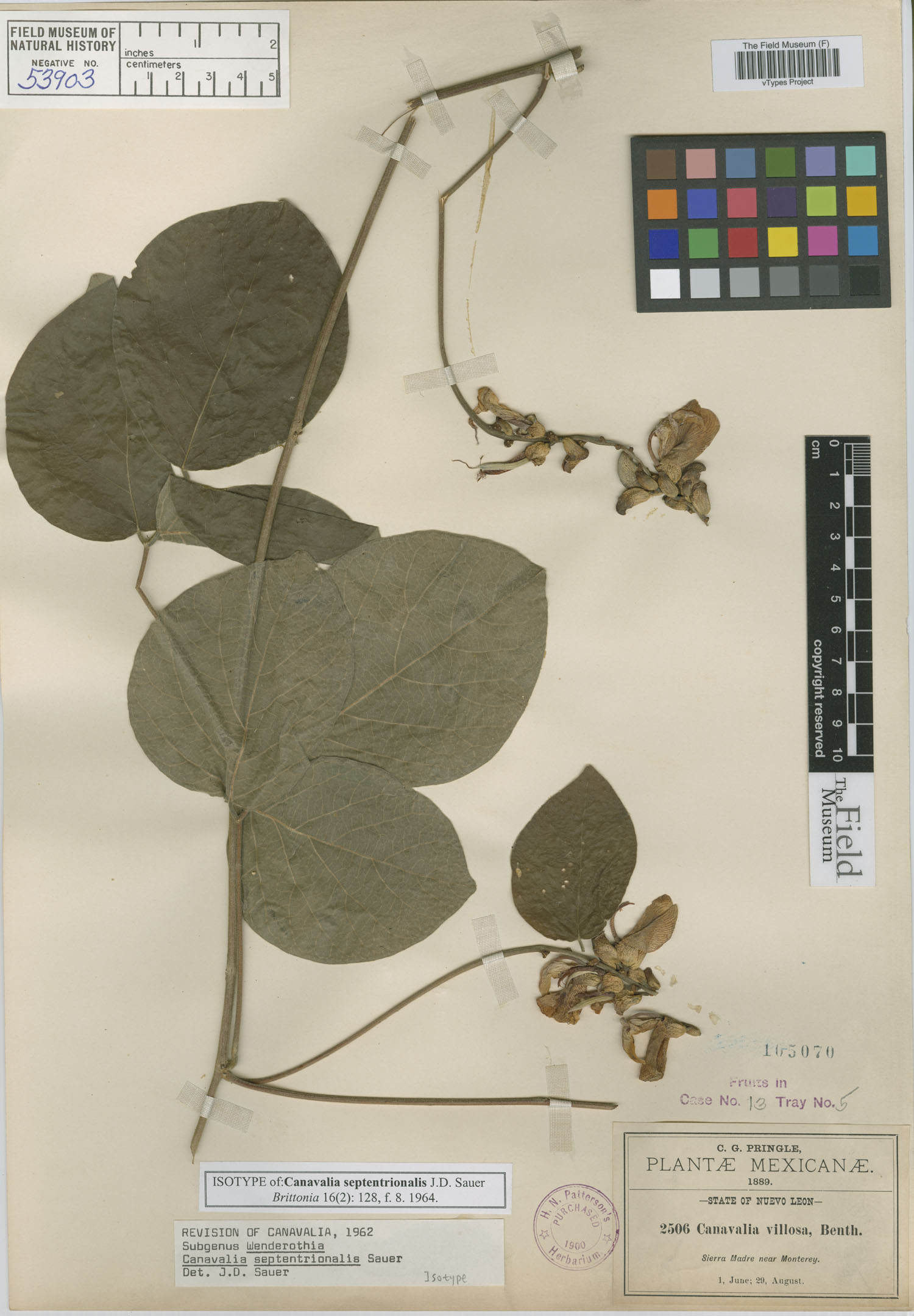 Canavalia septentrionalis image