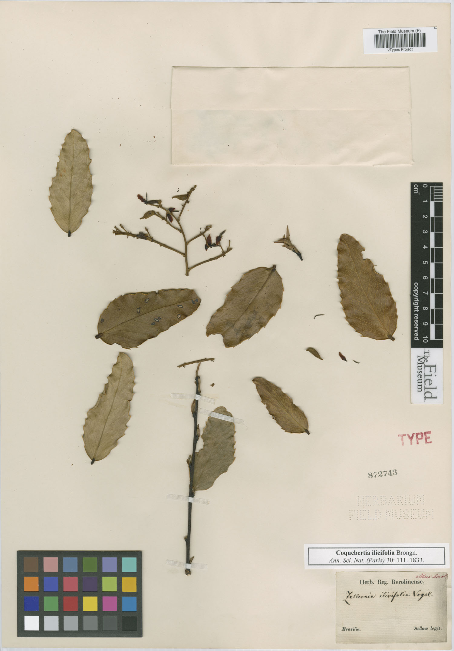 Zollernia ilicifolia image