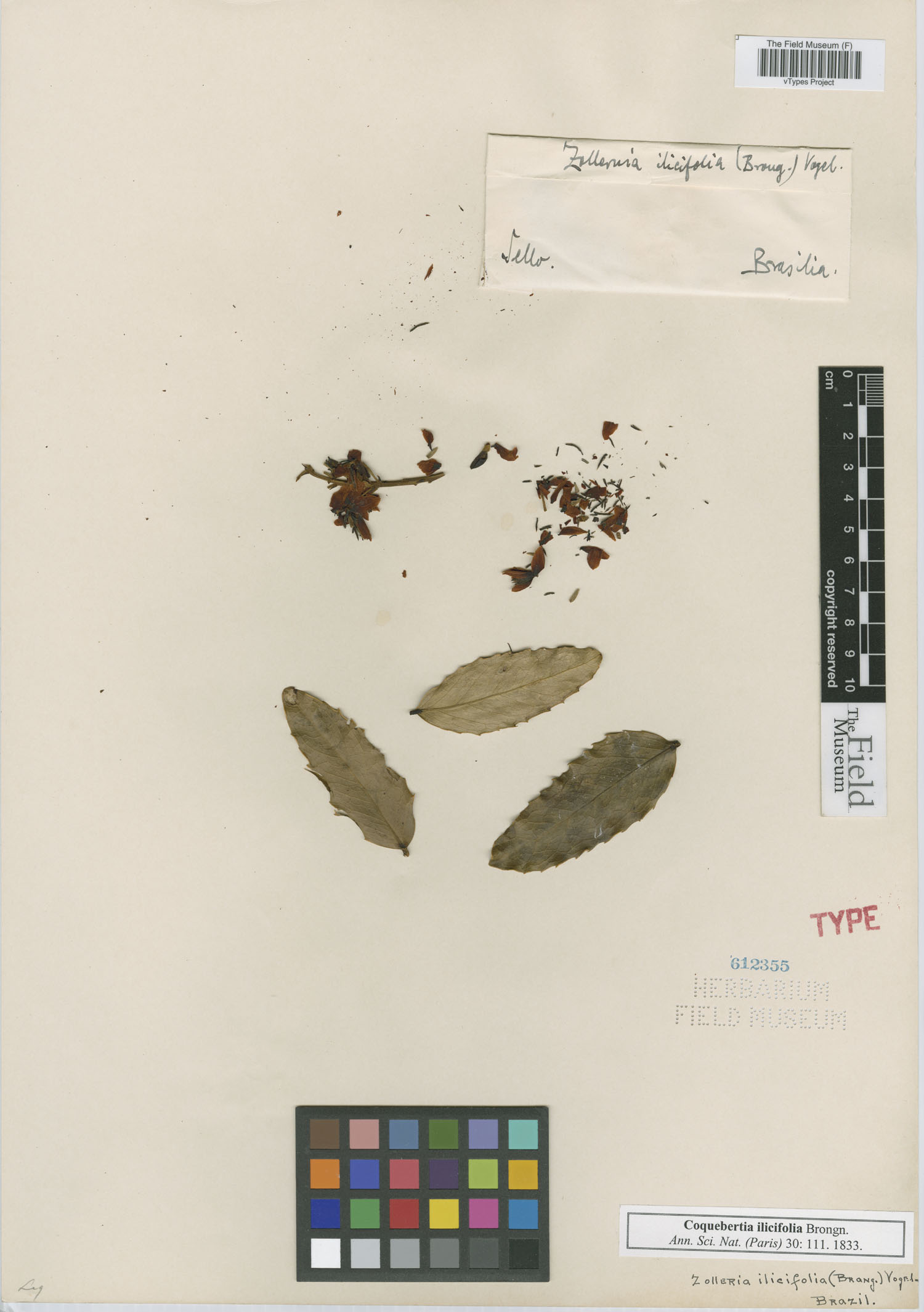 Zollernia ilicifolia image