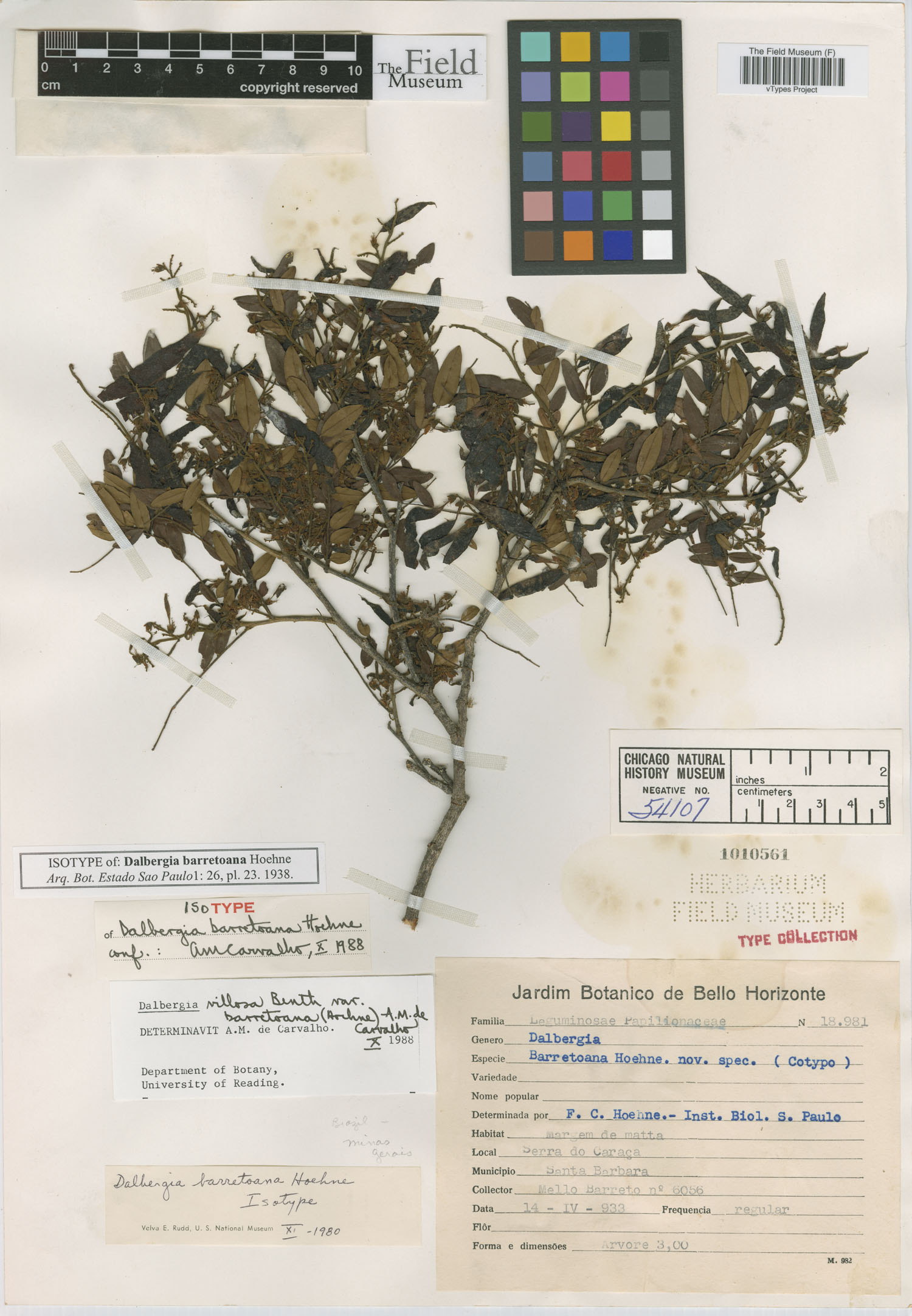 Dalbergia villosa var. barretoana image