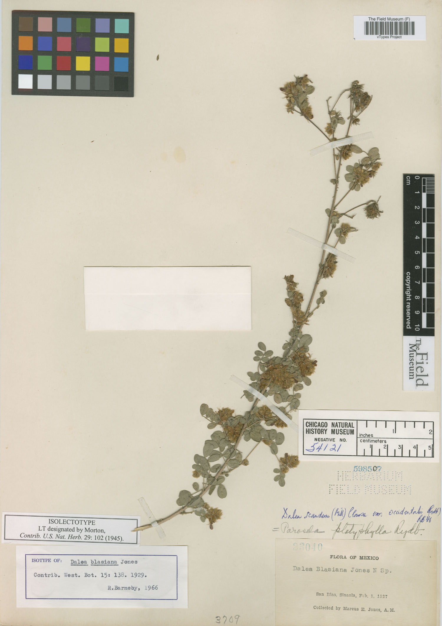 Dalea scandens var. occidentalis image