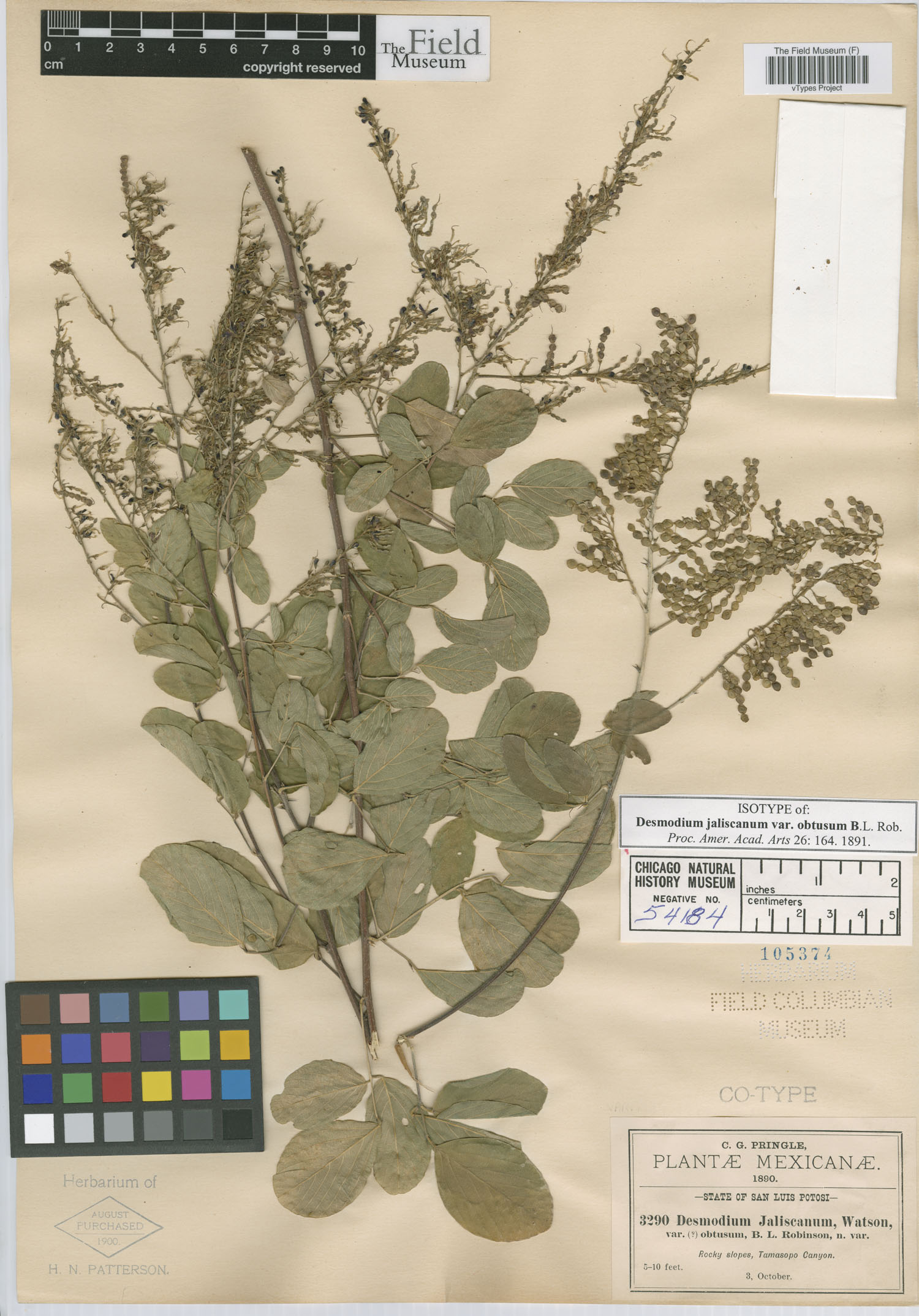 Desmodium nicaraguense image