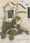 Dioclea albiflora image