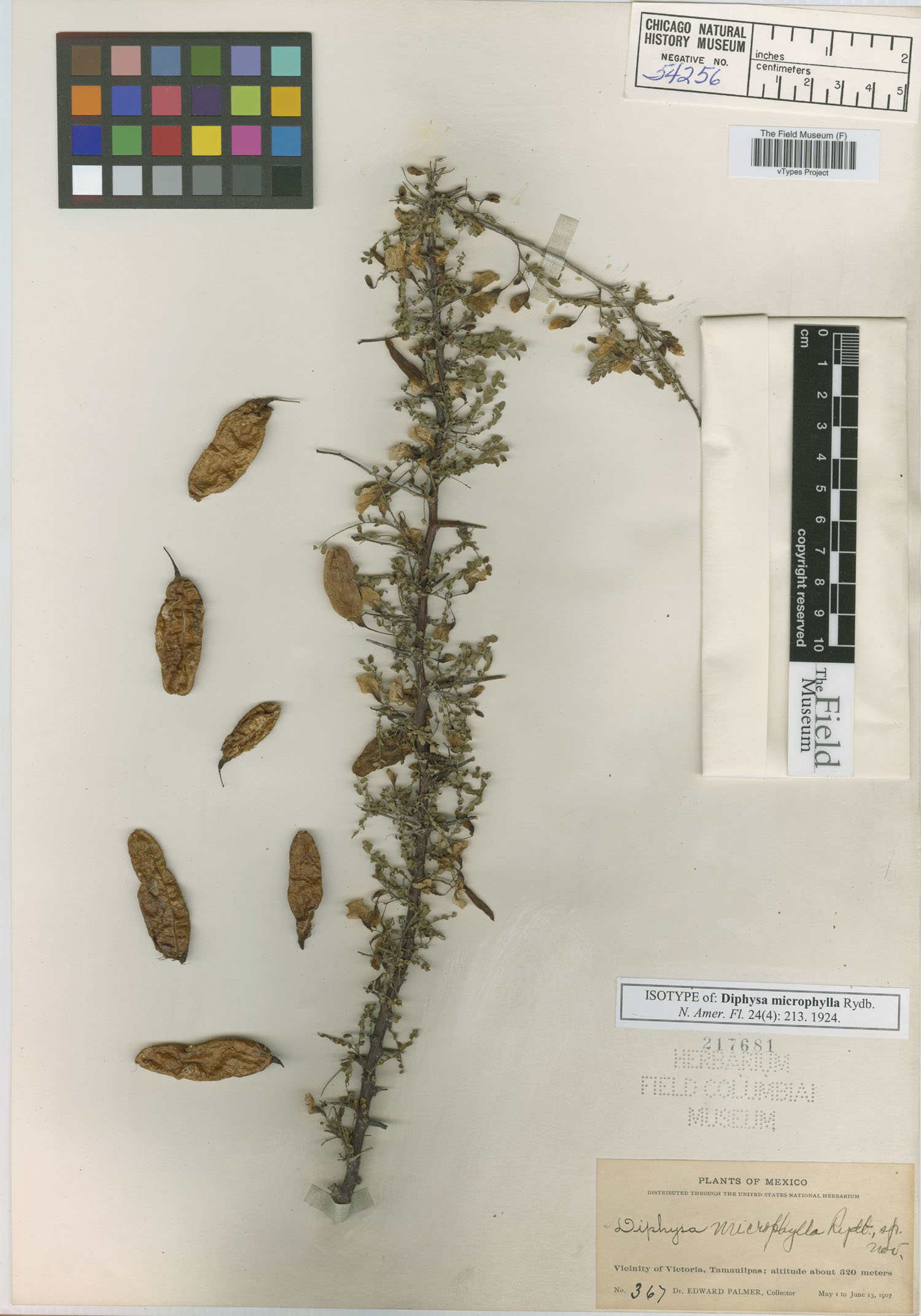Diphysa microphylla image