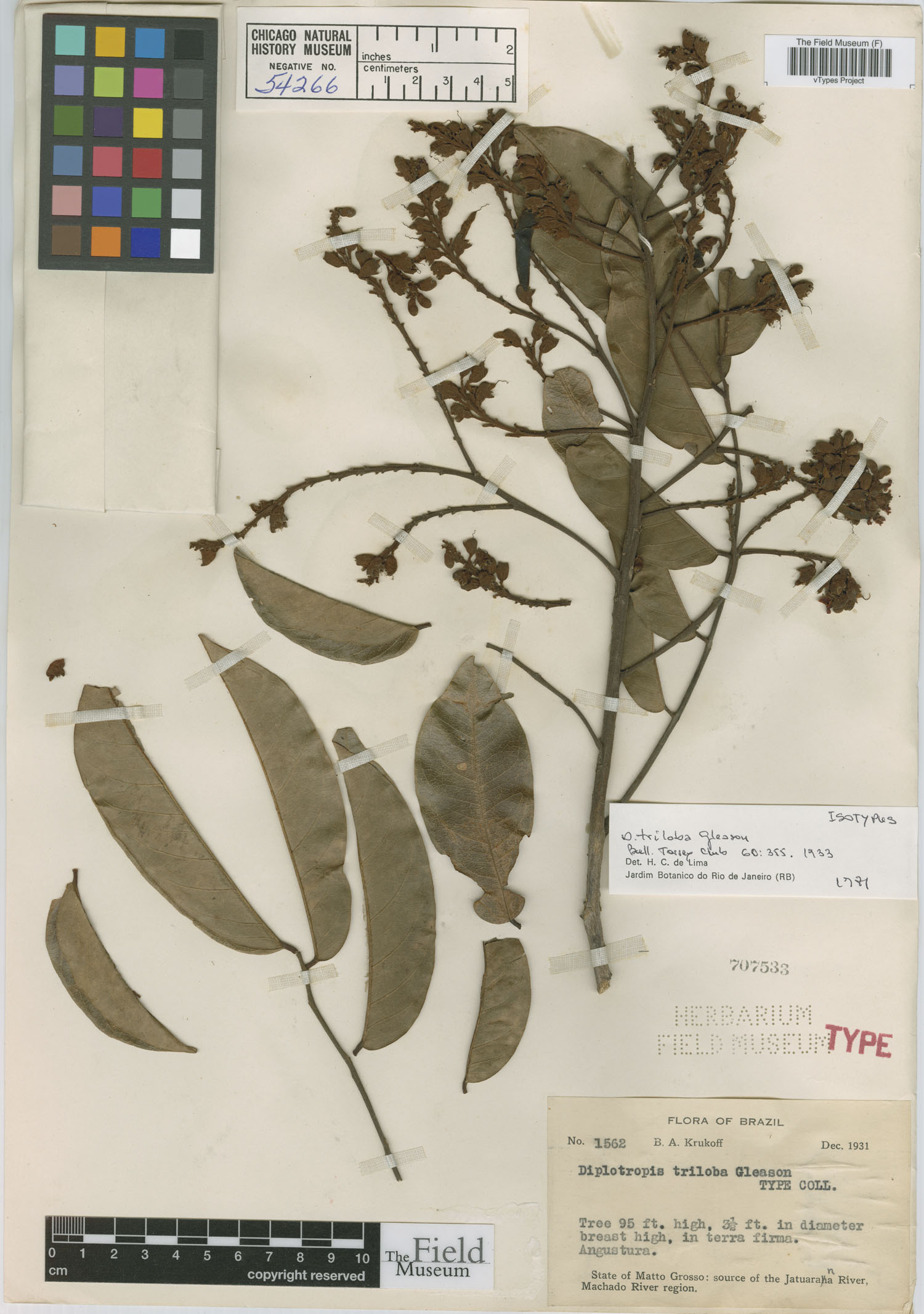 Diplotropis triloba image