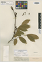 Machaerium leiophyllum var. latifolium image