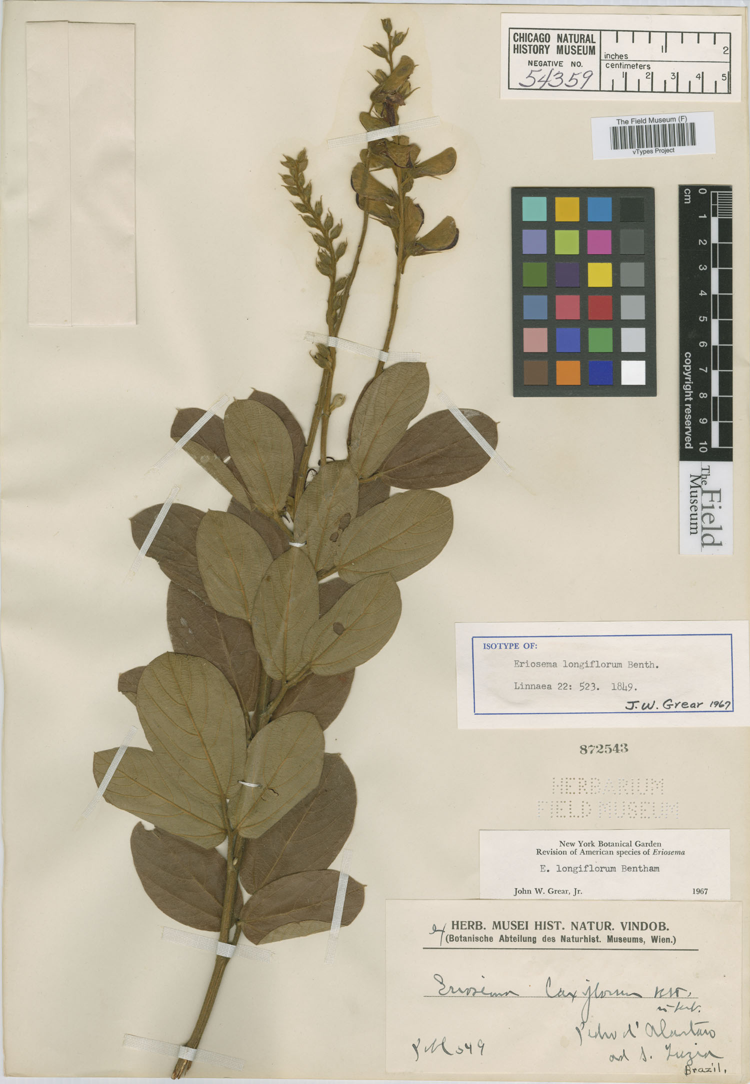 Eriosema longiflorum image