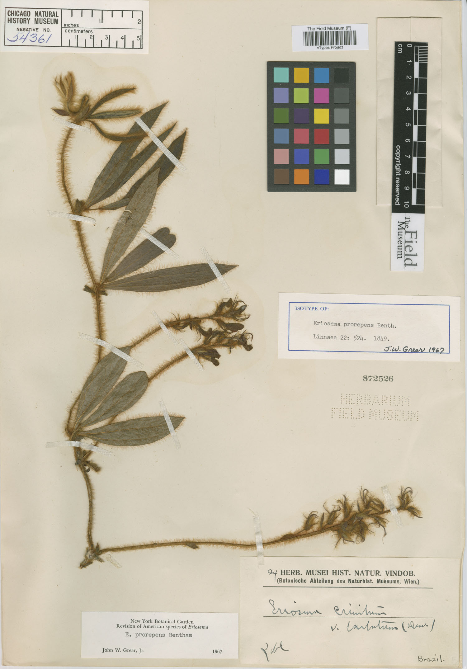 Eriosema prorepens image