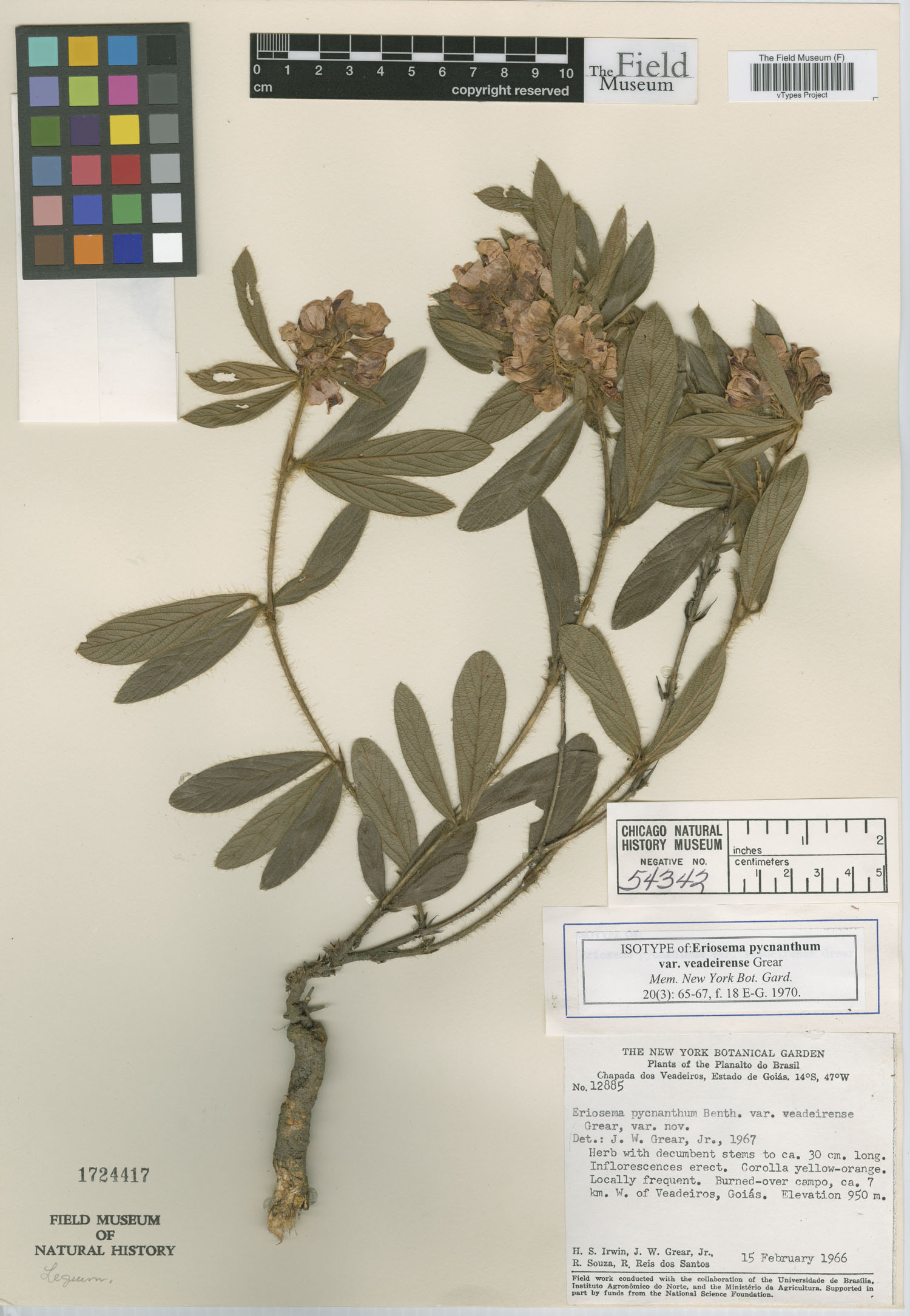 Eriosema pycnanthum var. veadeirense image