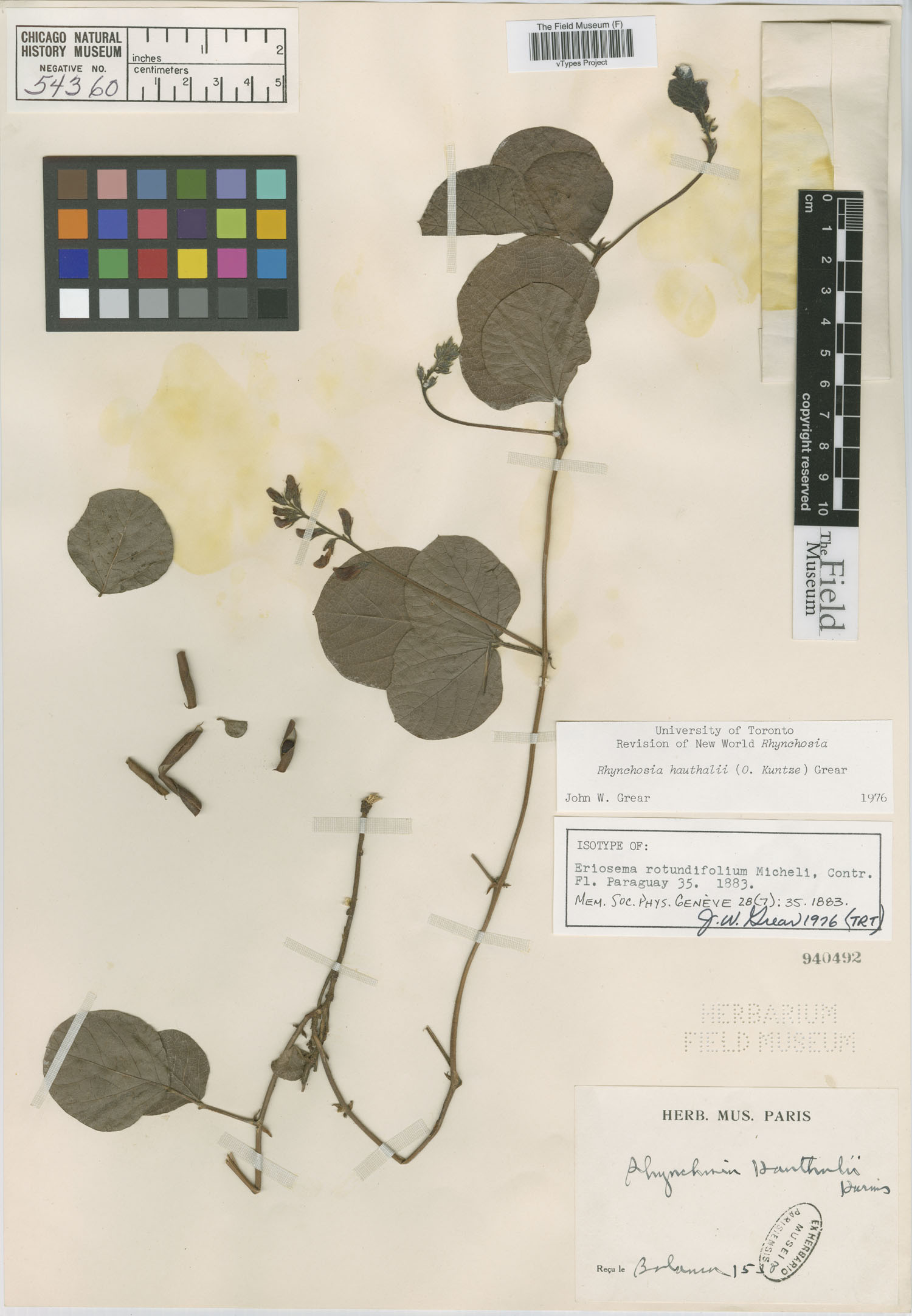 Rhynchosia hauthalii image