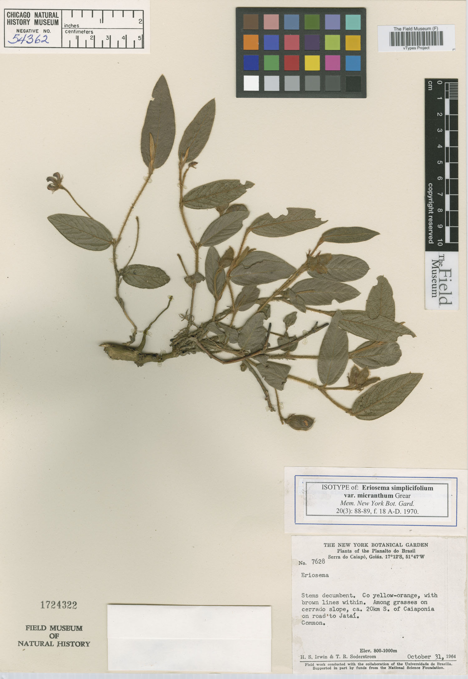 Eriosema simplicifolium var. micranthum image