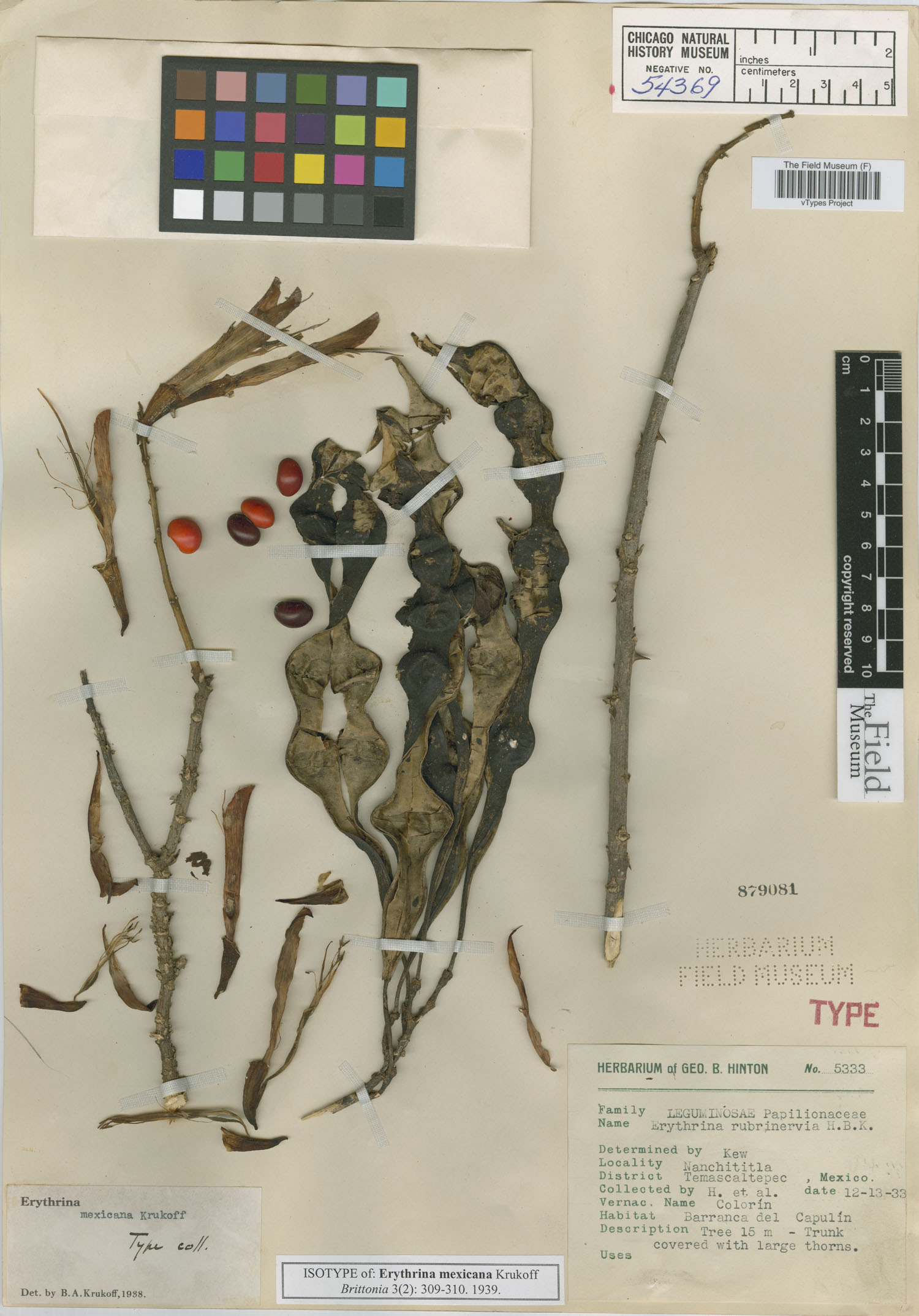 Erythrina mexicana image