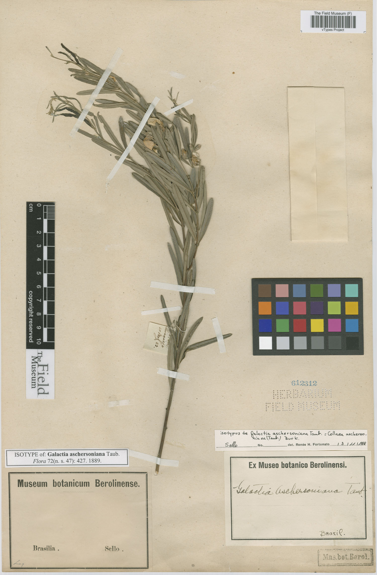 Collaea aschersoniana image