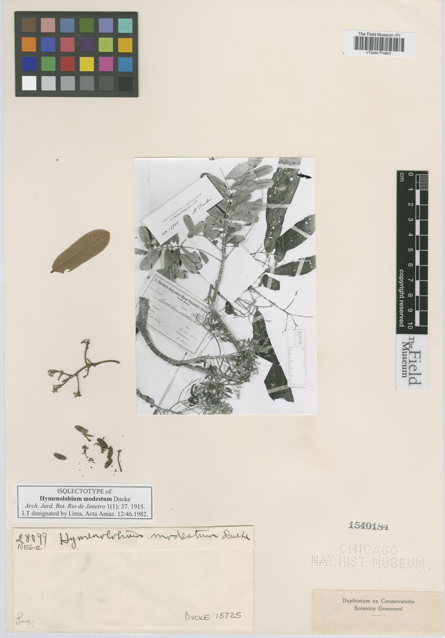 Hymenolobium modestum image