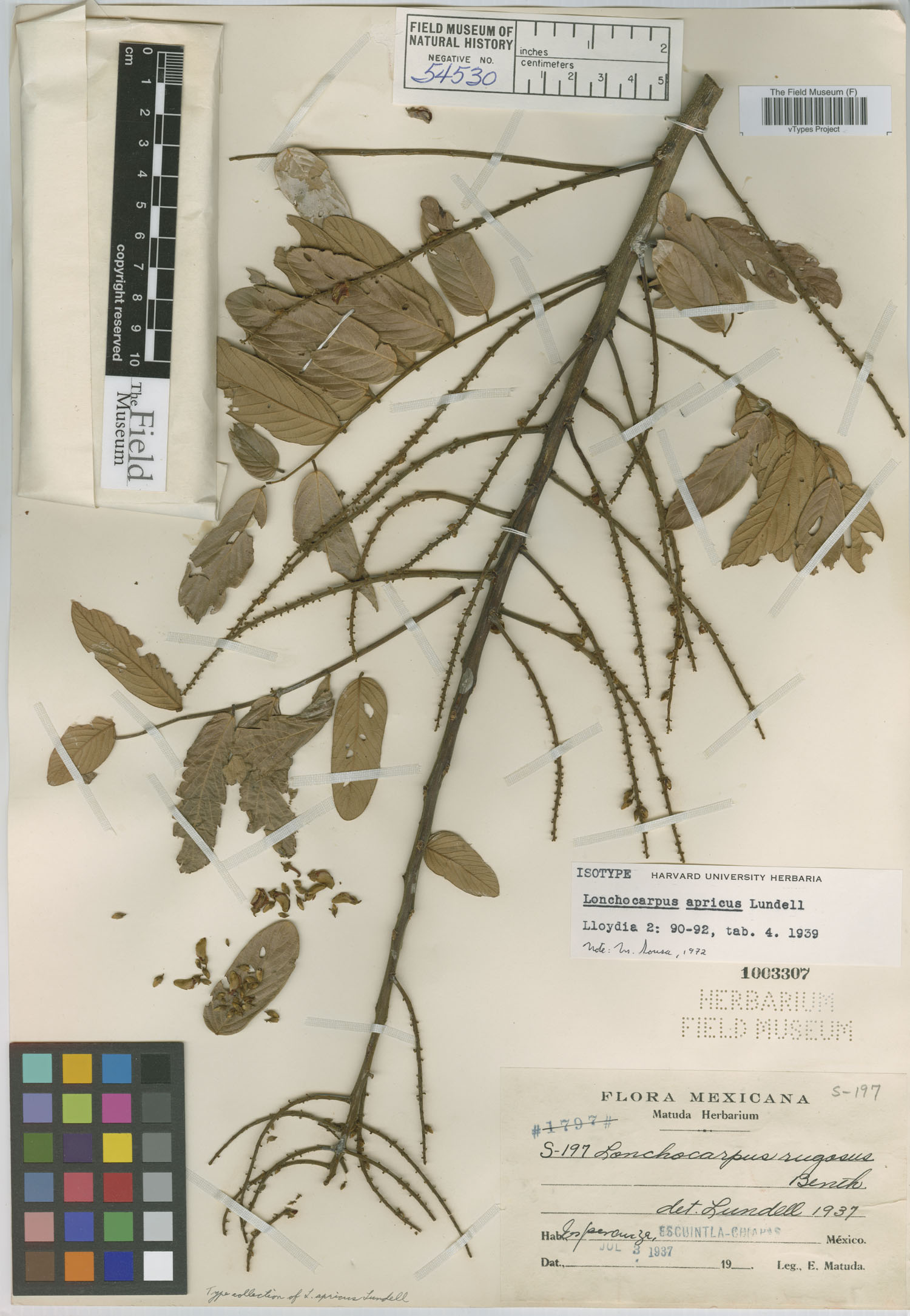 Lonchocarpus apricus image