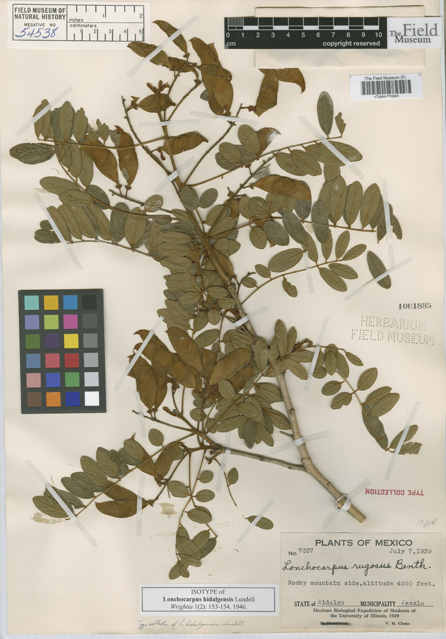 Lonchocarpus hidalgensis image