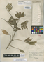 Lonchocarpus hintonii image