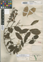 Lonchocarpus longistylus image