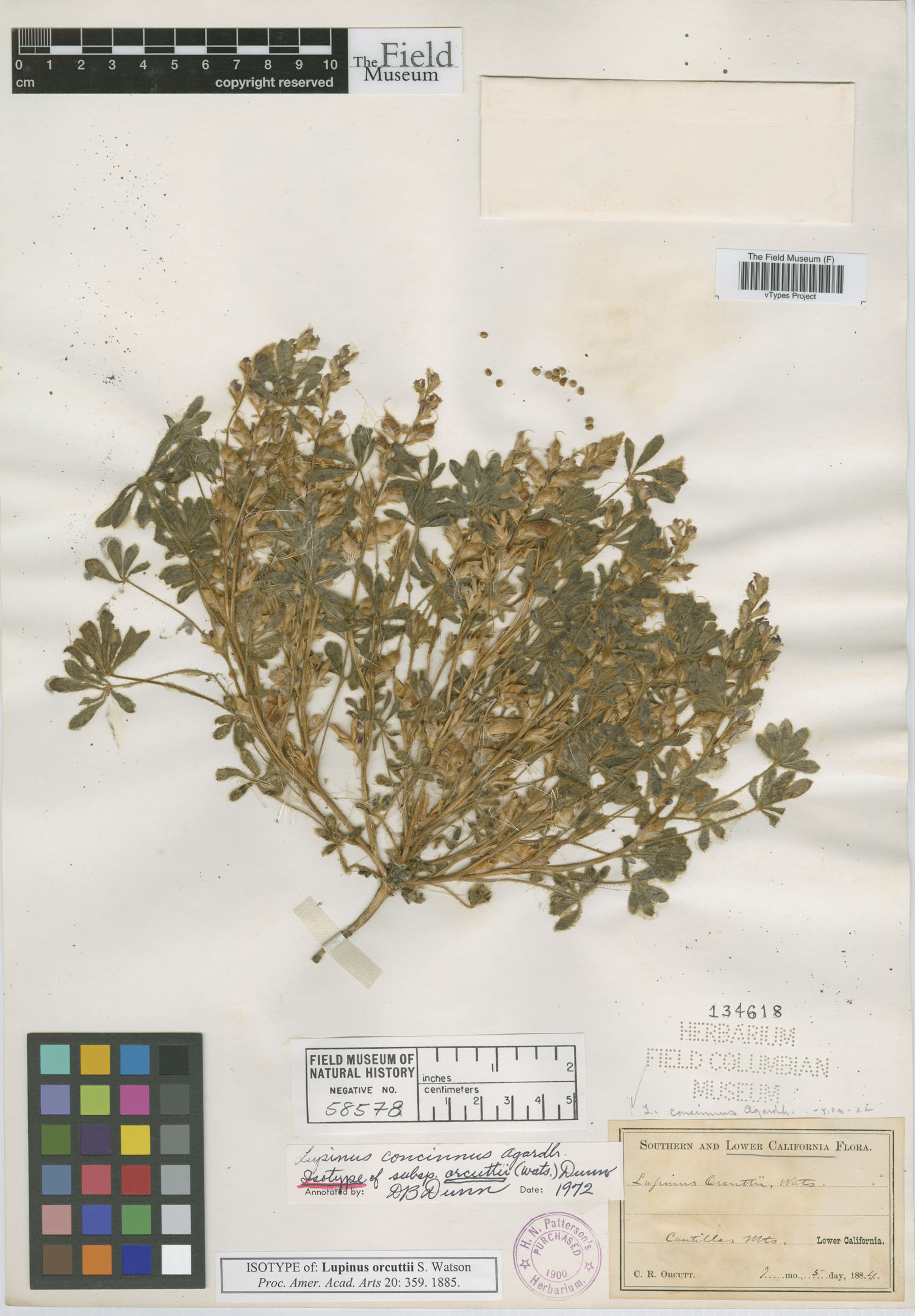 Lupinus concinnus ssp. orcuttii image