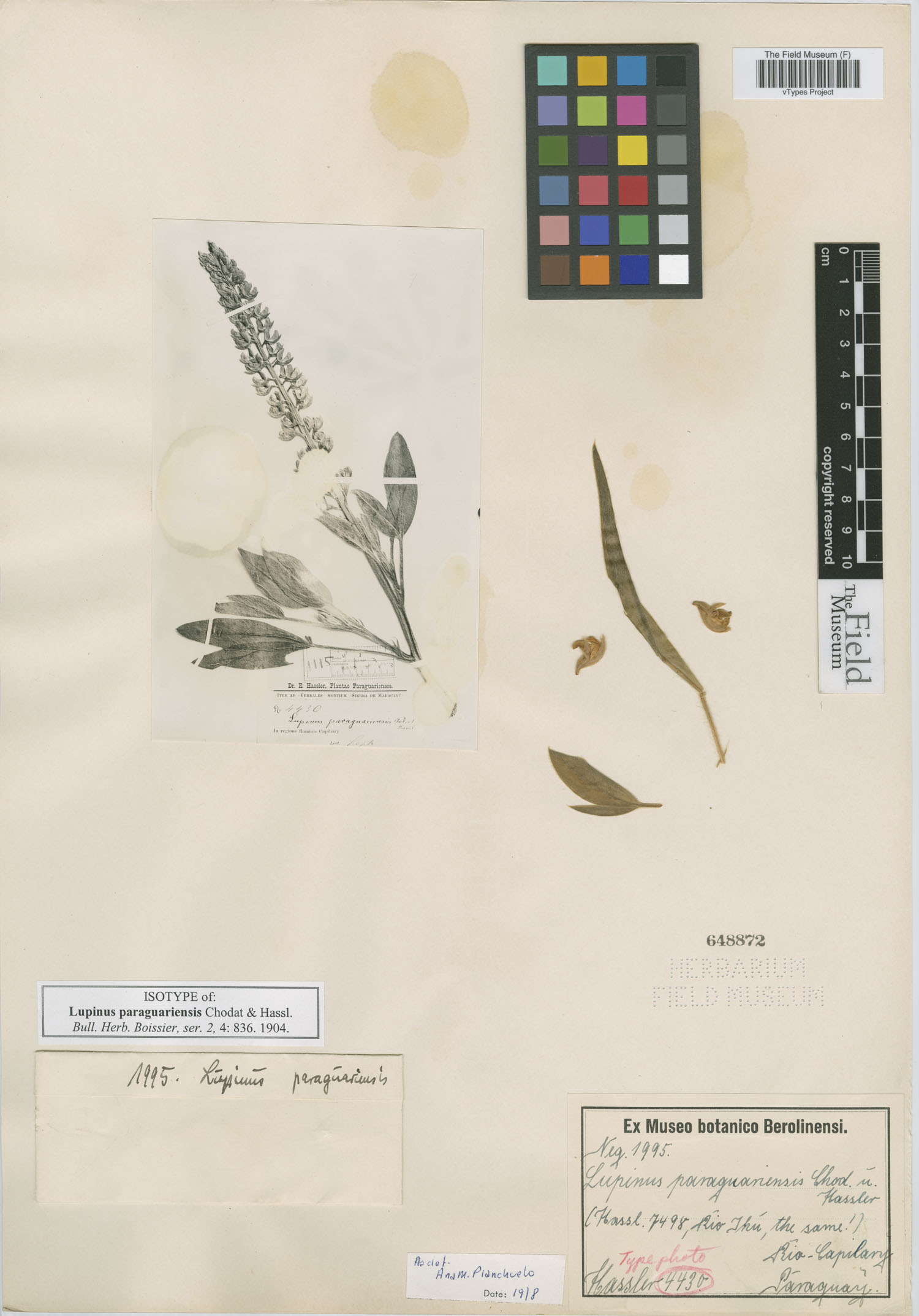 Lupinus paraguariensis image