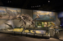 Parasaurolophus skeleton. Evolving Planet completed installation of exhibit. Mesozoic Era was the Age of Reptiles. Charles Knight murals