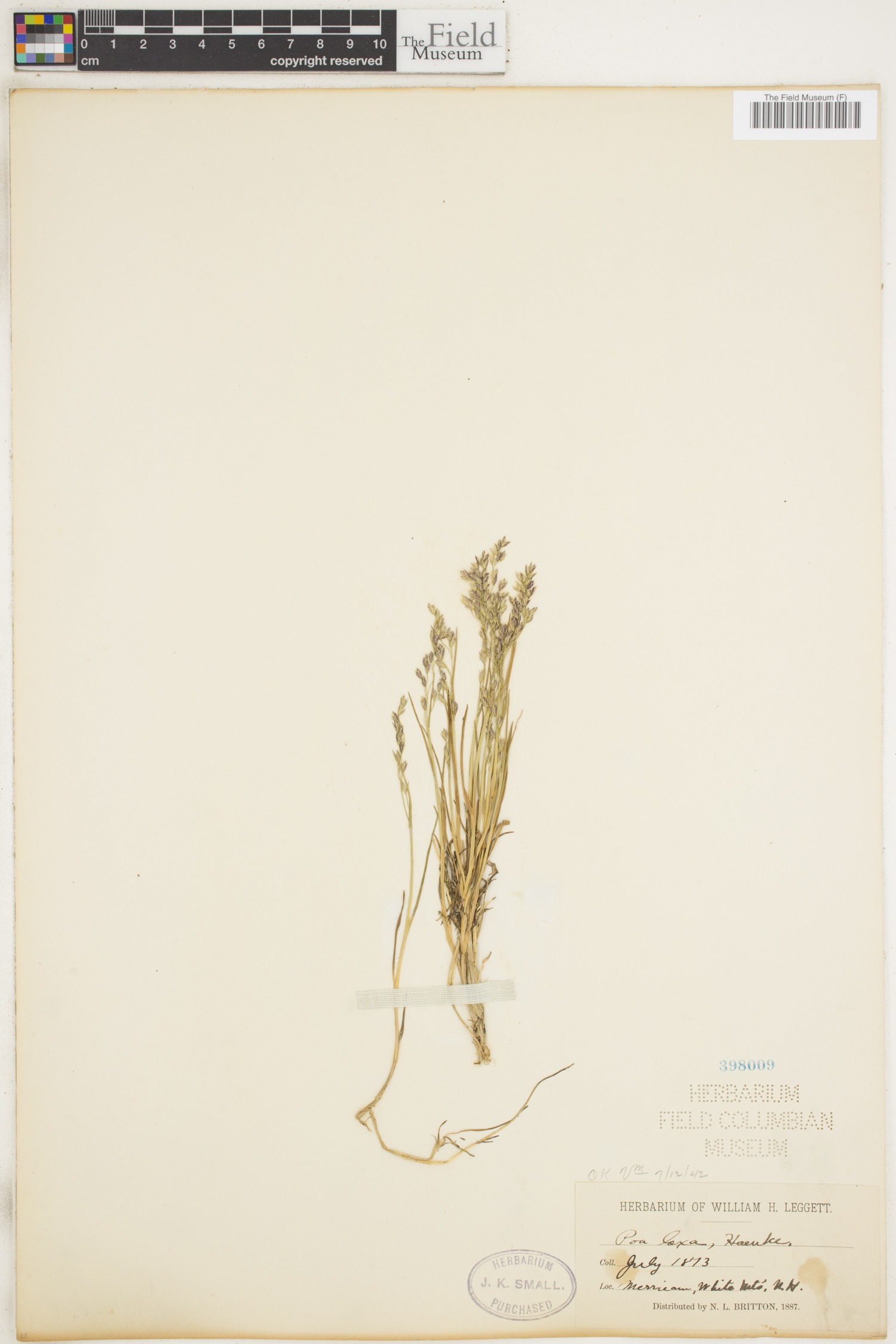 Poa laxa image