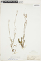 Rumex hastatulus image